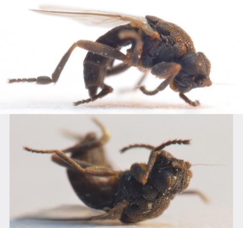 Réf. 293 339 : Ischiolepta sp.
